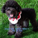 Black Tiny Poodle Male 1 HIGH QUALITY (2)