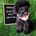 Black Tiny Poodle Male 1 HIGH QUALITY (3)