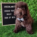 Choco Toy Poodle Male (2)