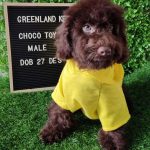 Choco Toy Poodle Male (3)