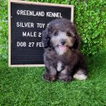 Silver Toy Poodle Male 2 (2)