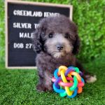 Silver Toy Poodle Male 2 (3)