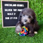 Silver Toy Poodle Male 2 (4)