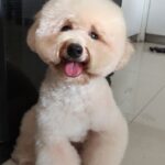 BISCUIT JAN23