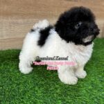 photo_6300734456960497021_y